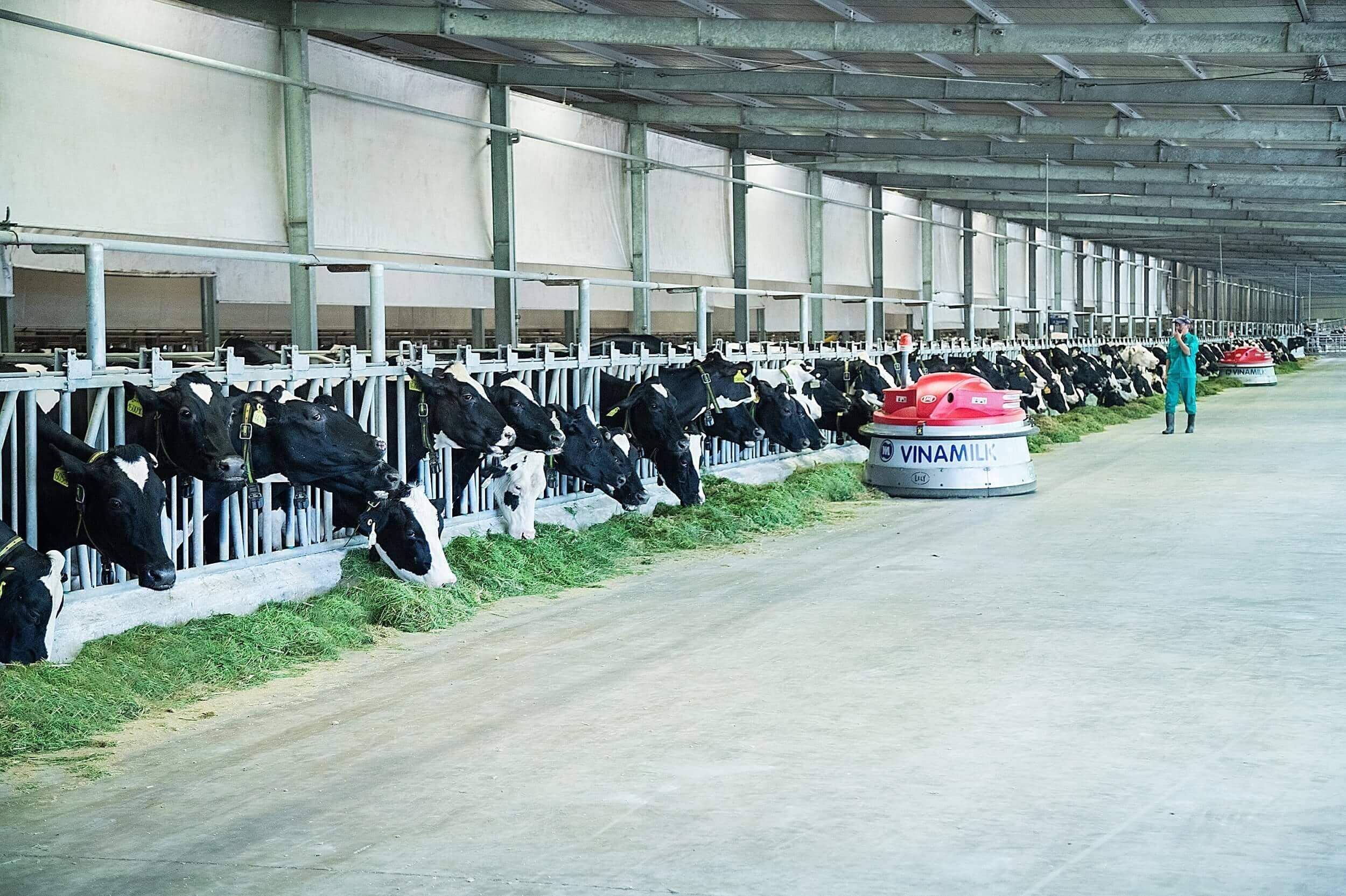 Vinamilk: 15 năm xây hệ thống trang trại bò sữa với “bộ sưu tập” tiêu chuẩn quốc tế Vinamilk: 15 năm xây hệ thống trang trại bò sữa với “bộ sưu tập” tiêu chuẩn quốc tế