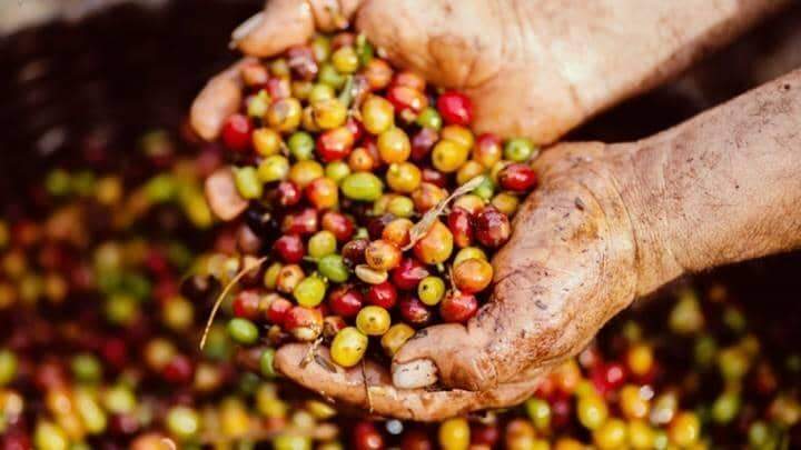 Mỹ giảm nhập khẩu cà phê từ thị trường Việt Nam