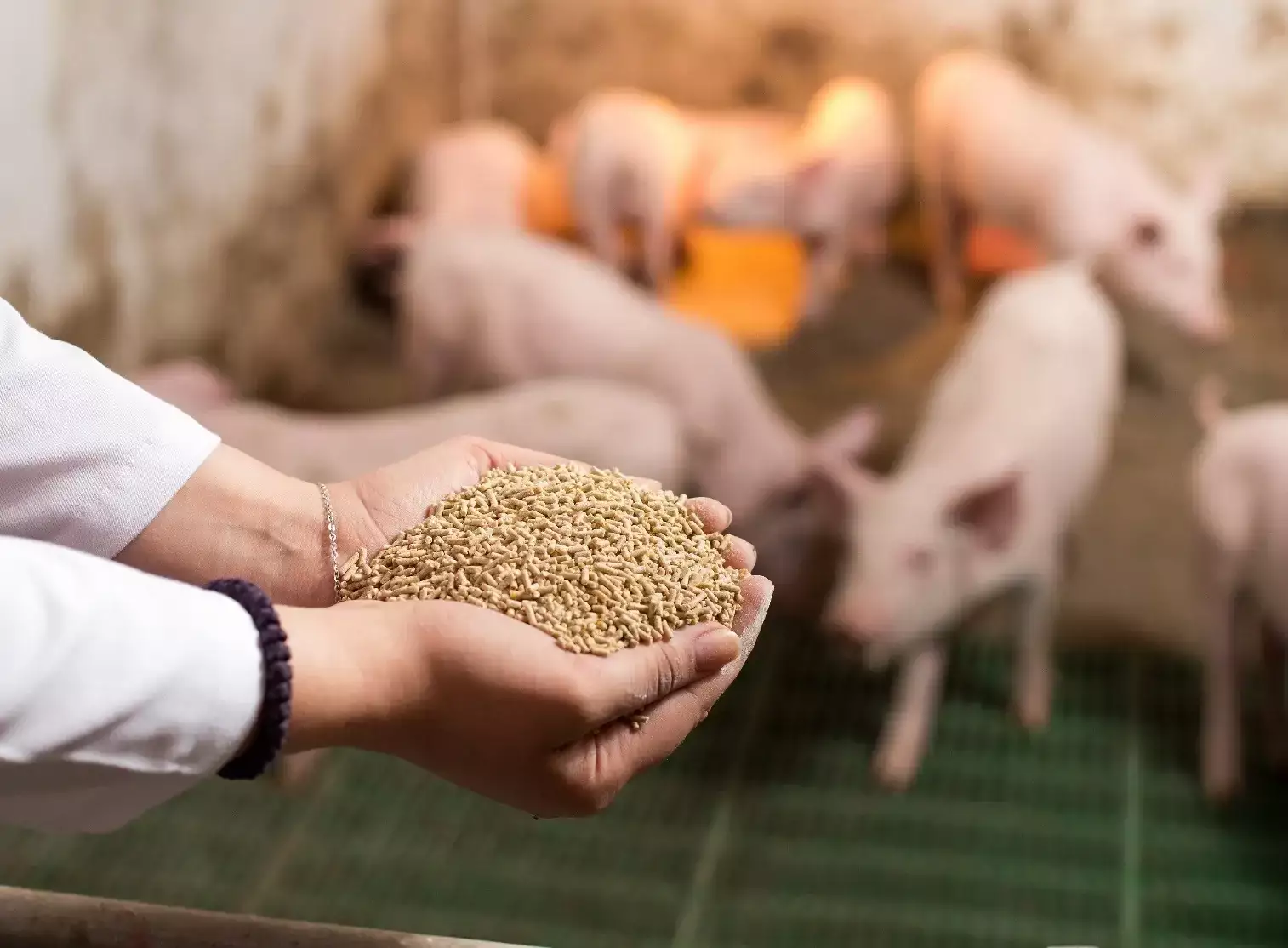 Ngành chăn nuôi heo gặp khó, lãi ròng BAF năm 2022 giảm 9% Ngành chăn nuôi heo gặp khó, lãi ròng BAF năm 2022 giảm 9%