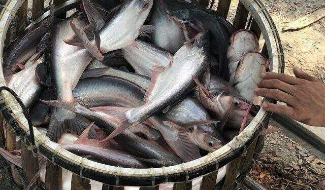 Doanh thu xuất khẩu VHC xuống mức thấp nhất từ tháng 2/2021