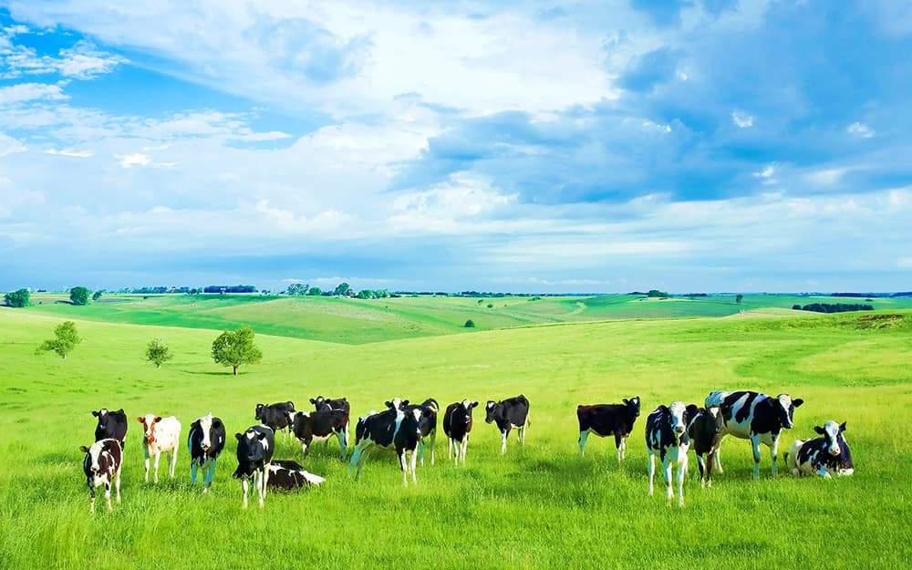 Phú Yên có thêm một dự án chăn nuôi bò công nghệ cao Phú Yên có thêm một dự án chăn nuôi bò công nghệ cao