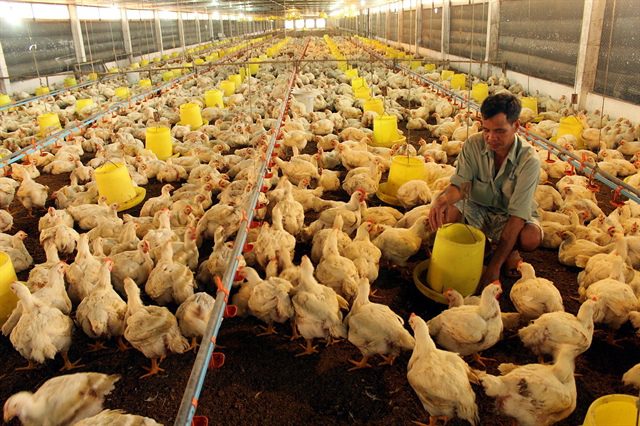 Ngành nuôi gia cầm lo thua lỗ, phá sản hàng loạt Ngành nuôi gia cầm lo thua lỗ, phá sản hàng loạt