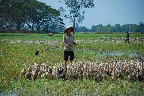 Rồi mùa toóc rạ rơm khô…
