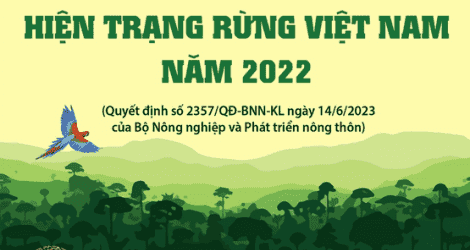 Hiện trạng rừng Việt Nam năm 2022