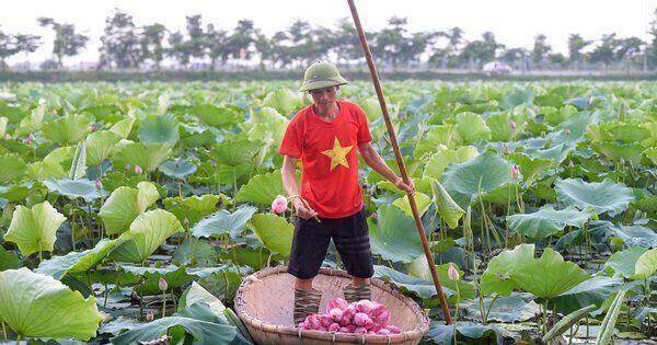 ‘Hốt’ bạc tỉ nhờ trồng sen trên ruộng chiêm trũng