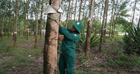 Kon Tum xử lý việc lãng phí đất đai khi tái canh cây cao su