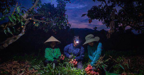 Nông dân Lục Ngạn chong đèn thâu đêm thu hoạch vải thiều