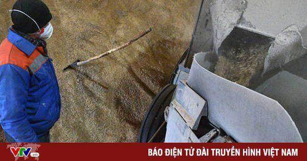 EU gia hạn lệnh cấm ngũ cốc Ukraine tại 5 nước thành viên