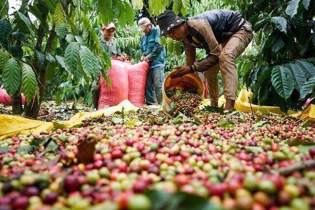 Cà phê Thắng Lợi chuyển lỗ thành lãi trong quý 2