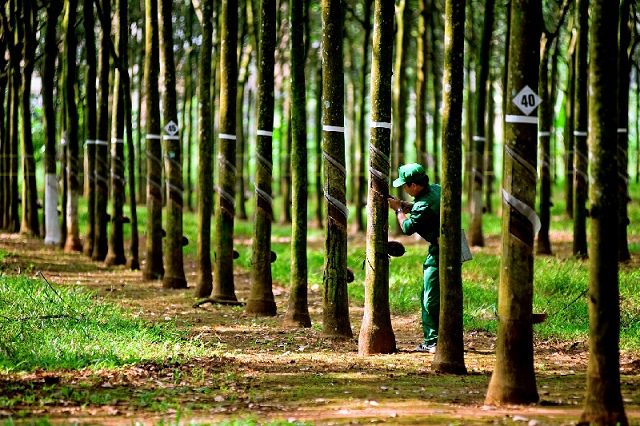 Cao su Tây Ninh mới thực hiện 15% mục tiêu lợi nhuận sau 6 tháng 
