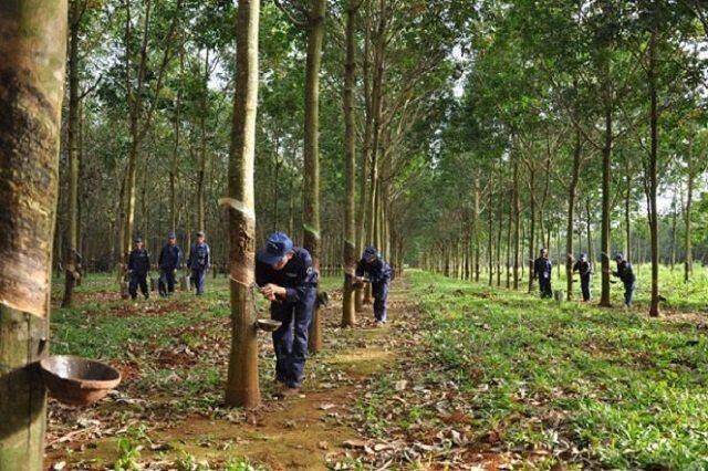 DPD chính thức giải thể, đổi tên thành Nông trường Cao su Đồng Phú Đắk Nông