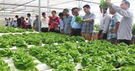 Đà Nẵng đã quy hoạch ba vùng nông nghiệp ứng dụng công nghệ cao
