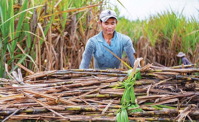 Hai doanh nghiệp mía đường báo lãi ấn tượng, cổ phiếu tăng trần, SLS lập đỉnh lịch sử về thị giá