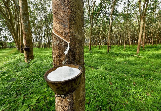 Lãi ròng quý 2 của Cao su Tân Biên đạt 78 tỷ, vượt kế hoạch cả năm sau 6 tháng