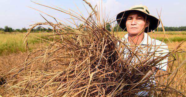 Mực nước sông Mekong tiếp tục thấp, miền Tây nguy cơ mất mùa nước nổi