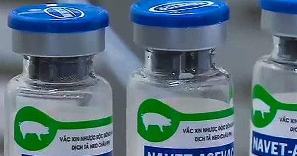 Philippines ‘thúc’ doanh nghiệp nhập khẩu vắc xin dịch tả lợn châu Phi của Việt Nam