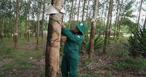Quảng Nam đề nghị Tập đoàn Công nghiệp Cao su giao lại diện tích đất không sử dụng