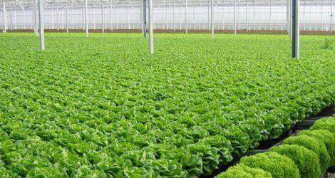 Tăng cường chuỗi giá trị cây trồng an toàn tại các tỉnh phía Bắc Việt Nam