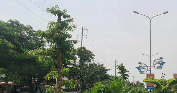Tập trung trồng thay thế những cây bị chết và kém phát triển trên đường Phạm Văn Đồng