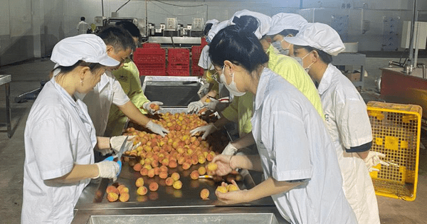 Việt Nam xuất siêu hơn 12 tỉ USD trong 6 tháng đầu năm