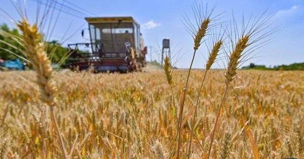 Hứng chịu cả nắng nóng và mưa nhiều, Trung Quốc chỉ còn trông vào may mắn để đạt mục tiêu an ninh lương thực