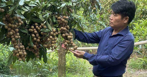 Mùa nhãn ‘đắng’ ở Hưng Yên Mùa nhãn ‘đắng’ ở Hưng Yên