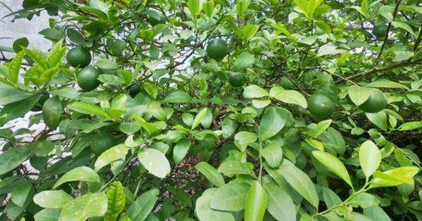 Loại lá cây rẻ bèo ở Việt Nam sang nước ngoài lại “đắt hơn tôm tươi”, bán hơn 8 triệu đồng/kg vẫn đầy người mua