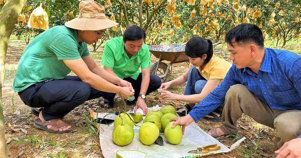 ‘Thủ phủ’ bưởi Phúc Trạch nhộn nhịp vào vụ thu hoạch