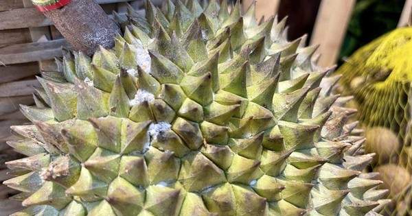 Thứ trưởng Bộ NN-PTNT lý giải một số mã sầu riêng, chuối bị tạm dừng xuất khẩu