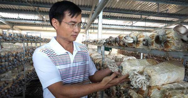 “Lấn sân” nông nghiệp, ‘trùm’ bất động sản tham vọng ngôi vị số một ngành nấm