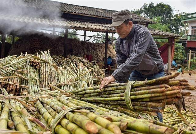 Lợi nhuận quý đầu niên độ mới tăng 47%, SLS thực hiện gần 90% kế hoạch