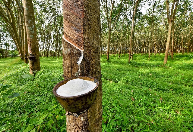 Vừa lãi trở lại trong quý 3, DRI bị phạt và truy thu thuế gần 3 tỷ đồng