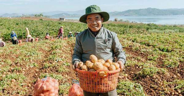 Nông dân cải thiện đời sống khi hợp tác trồng khoai tây cùng Orion Nông dân cải thiện đời sống khi hợp tác trồng khoai tây cùng Orion