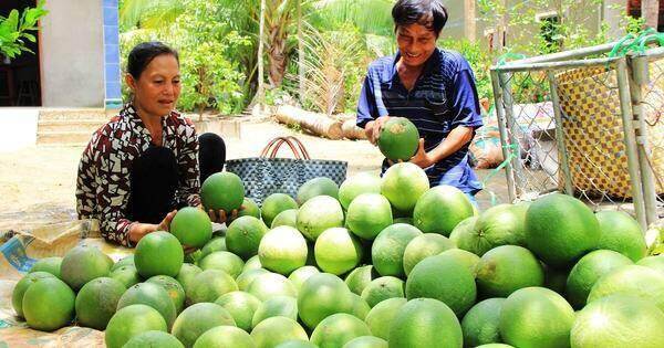 Nông dân tỉ phú Bến Tre giúp hơn 100 hộ thoát nghèo Nông dân tỉ phú Bến Tre giúp hơn 100 hộ thoát nghèo