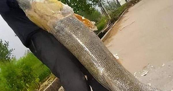 Tuyệt nhiên không ai dám đánh bắt, vì sao?