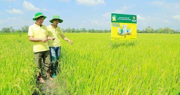 Phân bón Cà Mau là hàng Việt Nam chất lượng cao Phân bón Cà Mau là hàng Việt Nam chất lượng cao