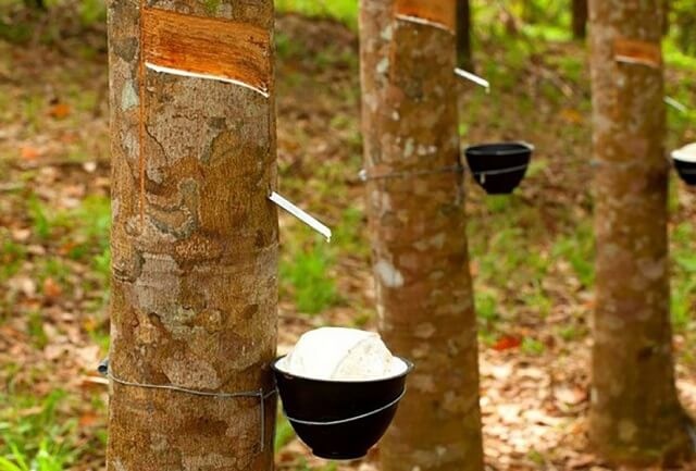 Bộ đôi cao su Cường Thịnh – An Thịnh chi ngàn tỷ mua trước hạn trái phiếu dù kinh doanh thua lỗ