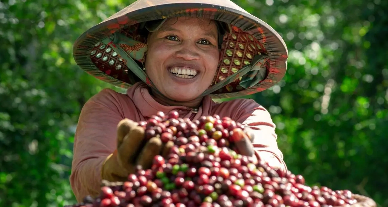 Giá cà phê trên đỉnh cao lịch sử, nông dân thu tiền tỷ, tậu ô tô Giá cà phê trên đỉnh cao lịch sử, nông dân thu tiền tỷ, tậu ô tô