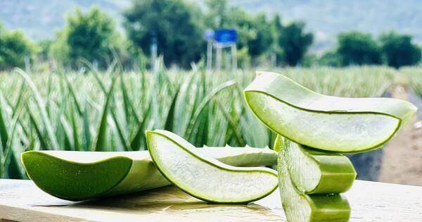Nắng nóng, ‘vua’ nha đam thu lãi hơn 1 triệu USD Nắng nóng, ‘vua’ nha đam thu lãi hơn 1 triệu USD