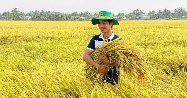 Sầu riêng, cà phê, gạo xuất khẩu thuận lợi giúp phân bón tiêu thụ tăng Sầu riêng, cà phê, gạo xuất khẩu thuận lợi giúp phân bón tiêu thụ tăng