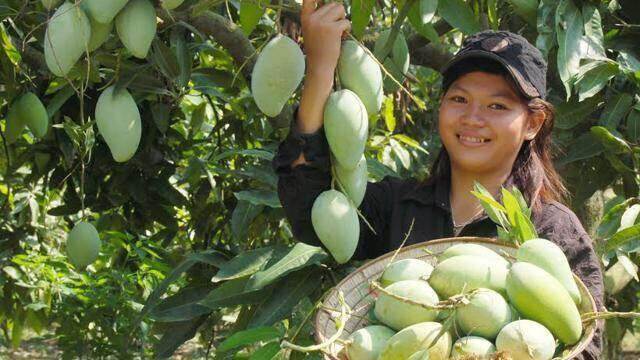 Xuất khẩu nông sản sang Hàn Quốc cần tuân thủ quy định an toàn vệ sinh thực phẩm Xuất khẩu nông sản sang Hàn Quốc cần tuân thủ quy định an toàn vệ sinh thực phẩm