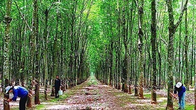 Đảm bảo tính hợp pháp của cao su nguyên liệu nhập khẩu Đảm bảo tính hợp pháp của cao su nguyên liệu nhập khẩu