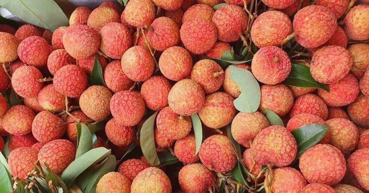 Giá dừa biến động như giá vàng, vải chín sớm giá cao vẫn hút khách Giá dừa biến động như giá vàng, vải chín sớm giá cao vẫn hút khách