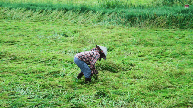 Mưa lớn, giông lốc tại miền Trung làm hàng nghìn ha lúa đổ rạp Mưa lớn, giông lốc tại miền Trung làm hàng nghìn ha lúa đổ rạp