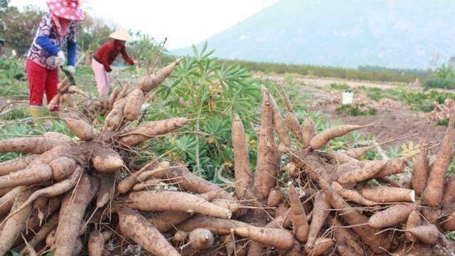 Ngành thuế mạnh tay với doanh nghiệp núp bóng hộ kinh doanh để trốn thuế Ngành thuế mạnh tay với doanh nghiệp núp bóng hộ kinh doanh để trốn thuế