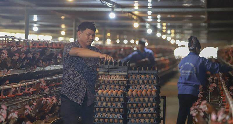 Suốt nửa năm người nuôi gia cầm gồng lỗ nặng Suốt nửa năm người nuôi gia cầm gồng lỗ nặng