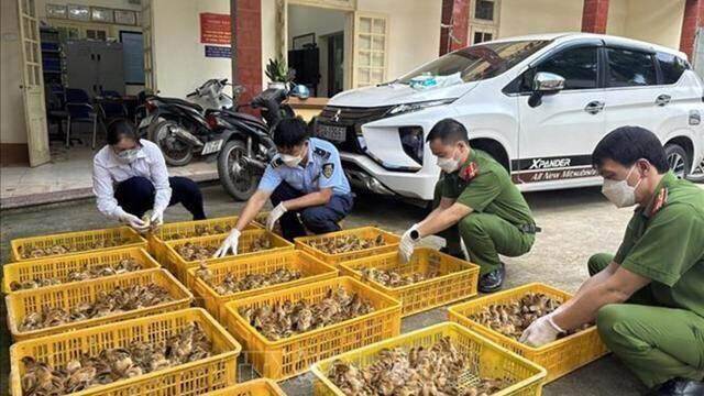 Xử lý triệt để nạn buôn bán gia súc, gia cầm để bảo vệ người nông dân và doanh nghiệp chăn nuôi Xử lý triệt để nạn buôn bán gia súc, gia cầm để bảo vệ người nông dân và doanh nghiệp chăn nuôi