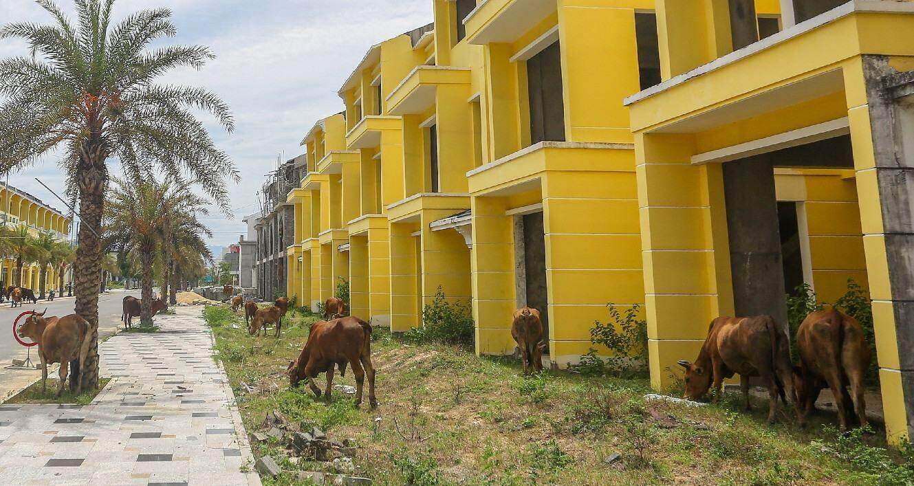 Dự án khu đô thị xanh kiểu mẫu 4.200 tỷ đồng thành nơi chăn thả bò Dự án khu đô thị xanh kiểu mẫu 4.200 tỷ đồng thành nơi chăn thả bò
