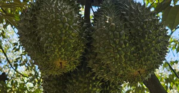 Cần nghiên cứu, nhân rộng giống sầu riêng bản địa Chuồng Bò, Chín Hóa