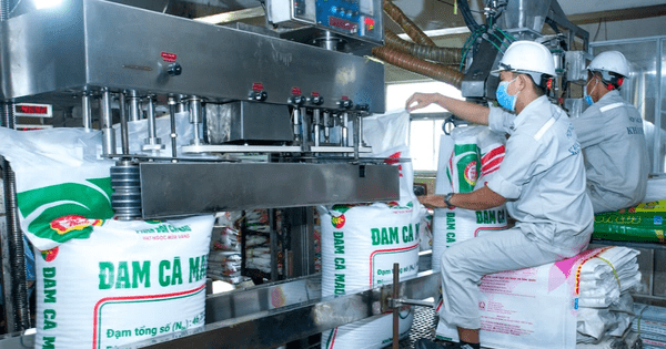 Phân bón Dầu khí Cà Mau chia cổ tức 20% bằng tiền mặt